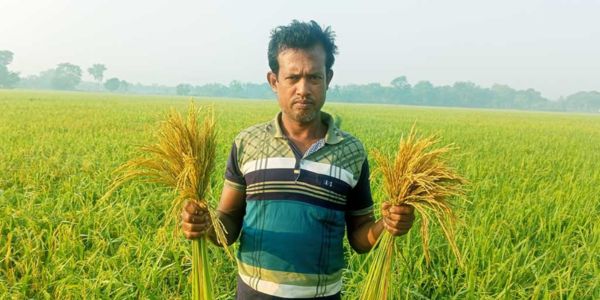 মাজরা পোকার আক্রমণে বিপাকে ধানচাষিরা, কৃষি কর্মকর্তাদের উদাসীনতায় ক্ষোভ বাড়ছে